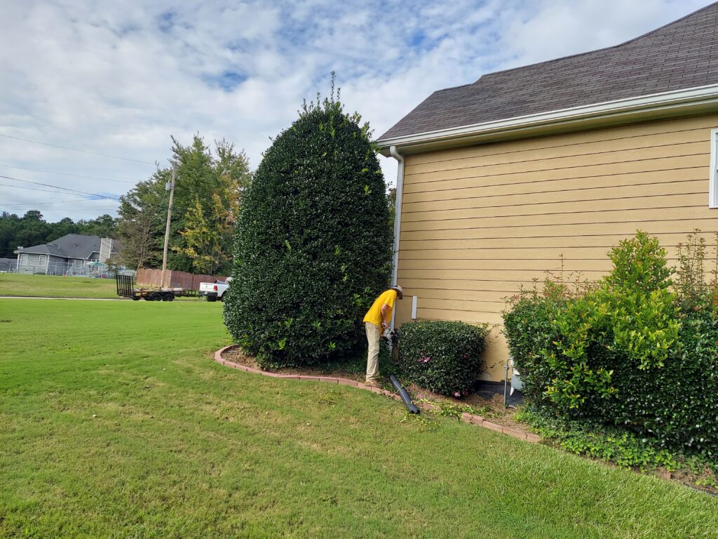Trimming Shrubs